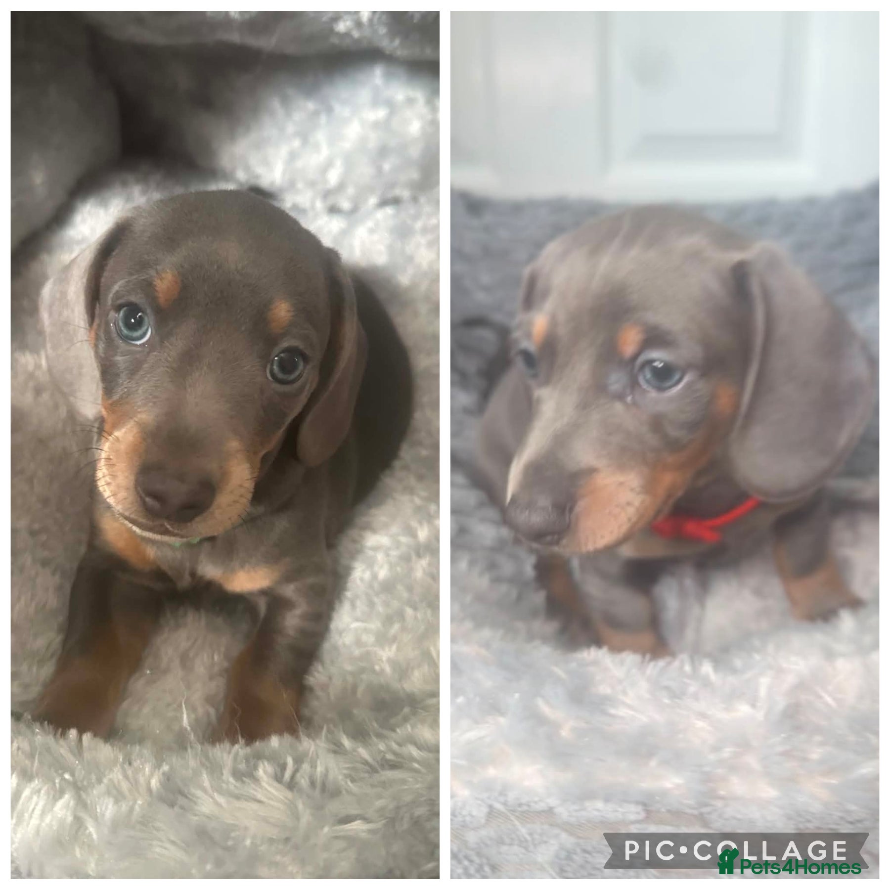 Dachshund dogs 2 blue and tan dachshund puppies  - Advert 16