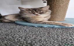 British Shorthair cats for sale: British Shorthair - Image 2