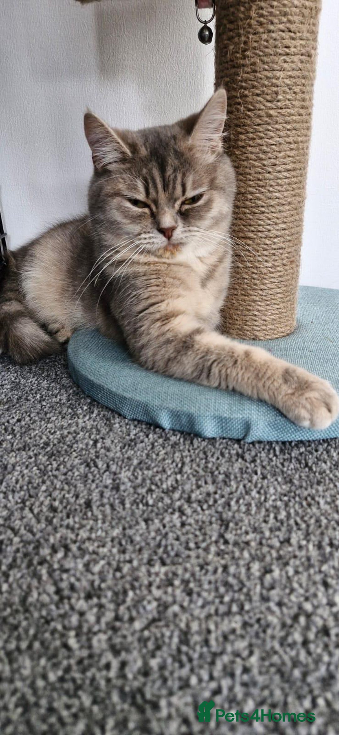 British Shorthair cats for sale: British Shorthair - Image 2