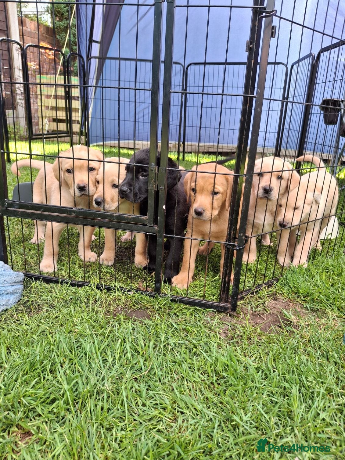 Labrador Retriever dogs Labrador Pups KC Reg.  - Advert 1