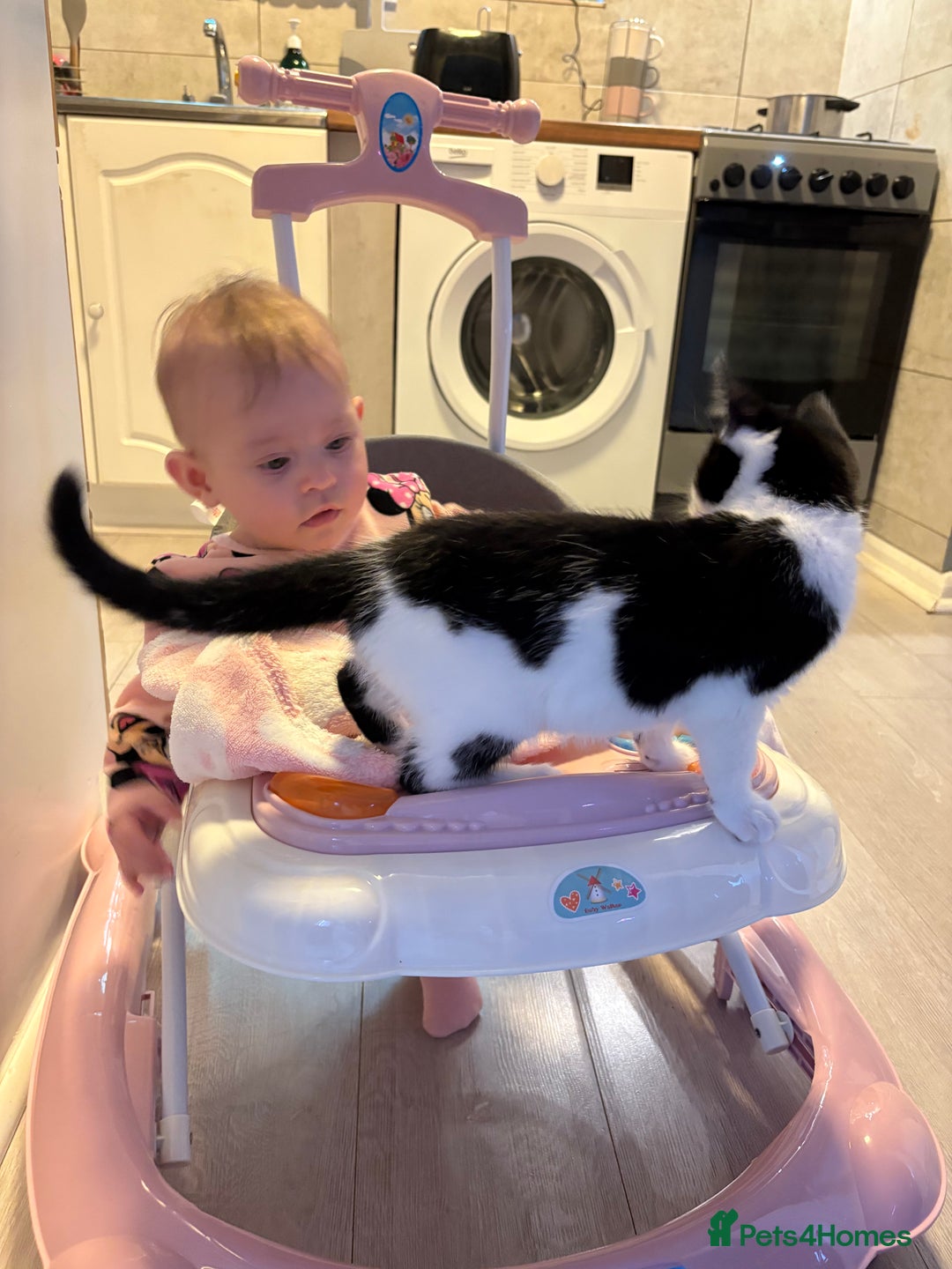 Mixed Breed cats for sale: Cute kitten for sale with accessories  - Advert 4