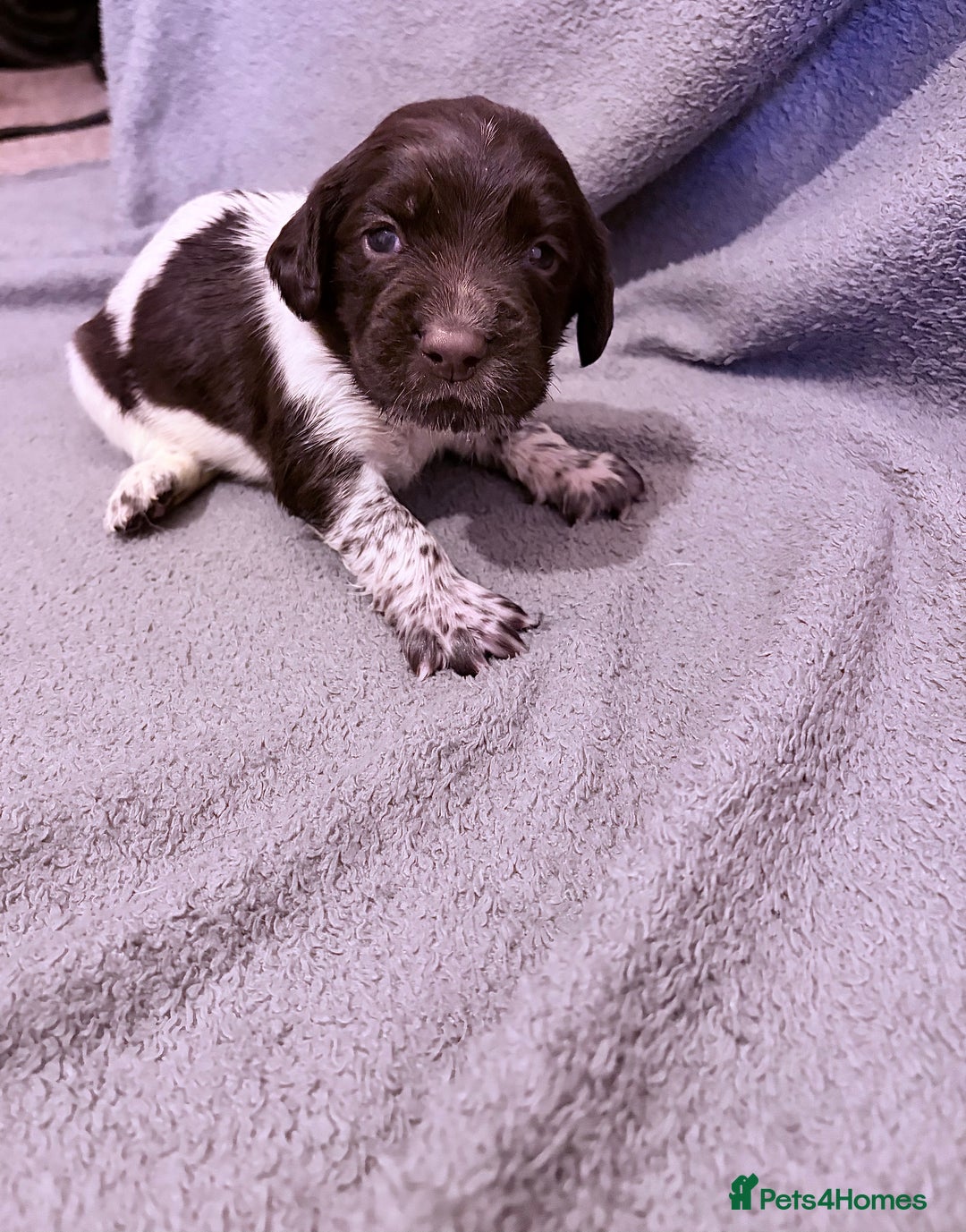 Mixed Breed dogs for sale: Sprockerdor bitch pup *READY NOW* - Advert 12