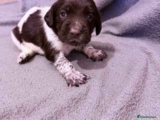 Mixed Breed dogs Sprockerdor puppies for sale - Advert 3