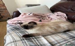 Ragdoll cats for sale: Ragdoll seal point girl GCCF reg - Image 5