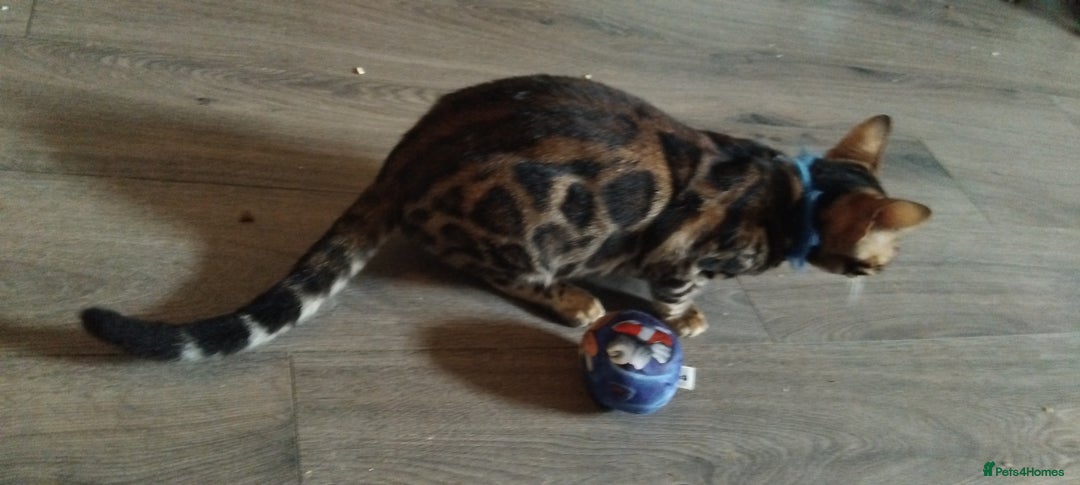 Bengal cats for sale: Bengal cats - Image 5