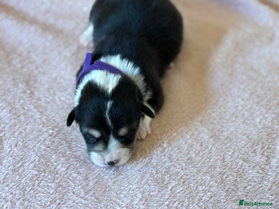 Welsh Corgi Pembroke dogs for sale: Quality Corgi puppies available to loving homes - Image 12
