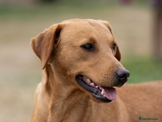 Labrador Retriever dogs - Advert 9