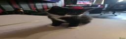 Mixed Breed cats for sale: tuxido and tabby kittens  - Advert 5