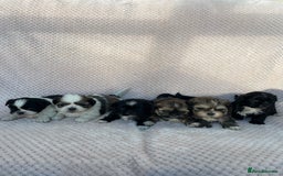 Mixed Breed dogs for sale: Lhasa apso cross shihtzu puppies. - Advert 2