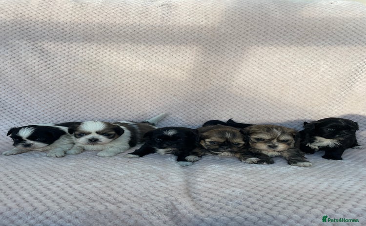 Mixed Breed dogs Lhasa apso cross shihtzu puppies. - Advert 1