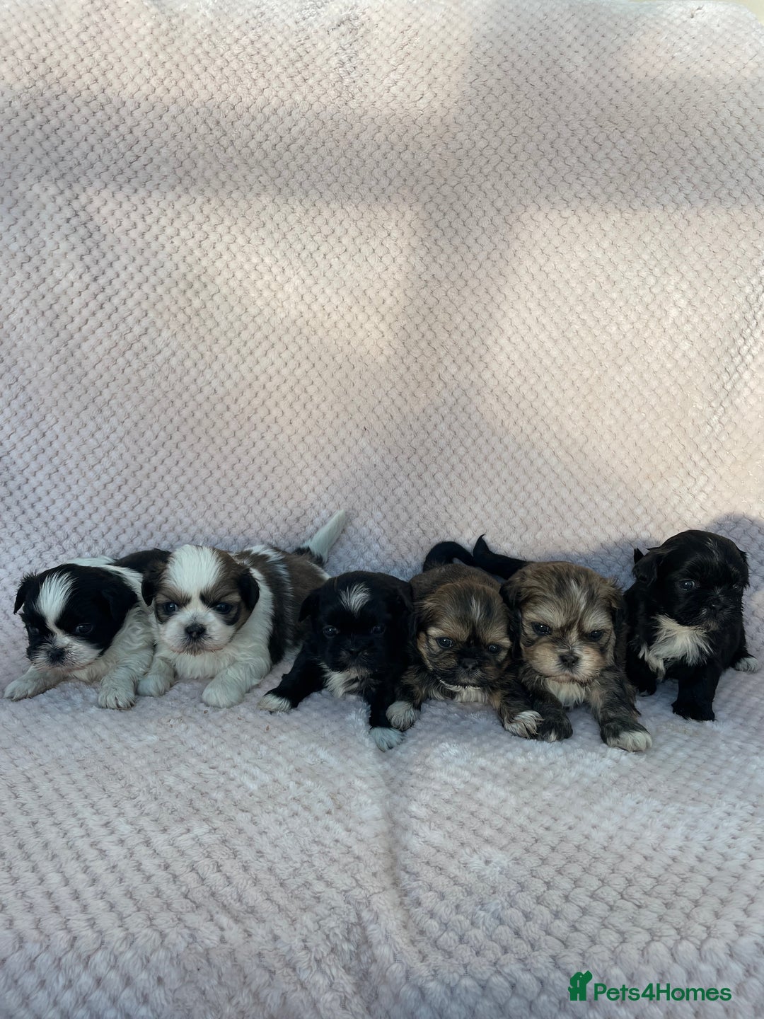 Mixed Breed dogs for sale: Lhasa apso cross shihtzu puppies. - Advert 2
