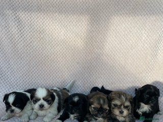 Mixed Breed dogs Lhasa apso cross shihtzu puppies. - Advert 1