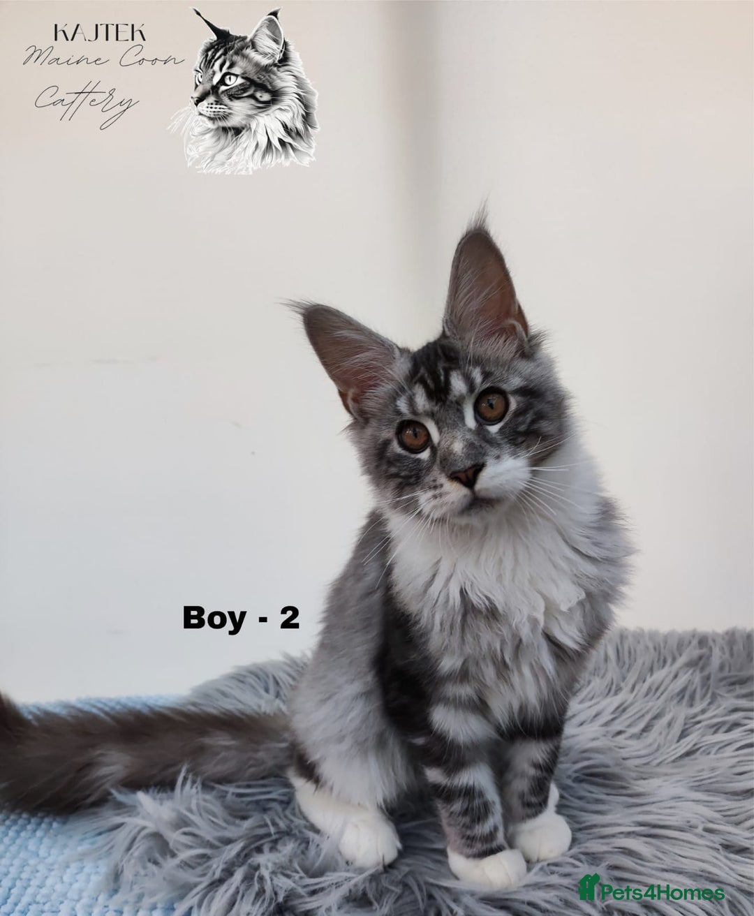 Maine Coon cats for sale: AMAZING TICA REGISTERED  SHADED LINE  - Advert 3