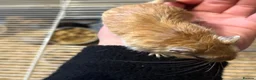 Gerbil rodents for sale: Gerbils - Advert 5
