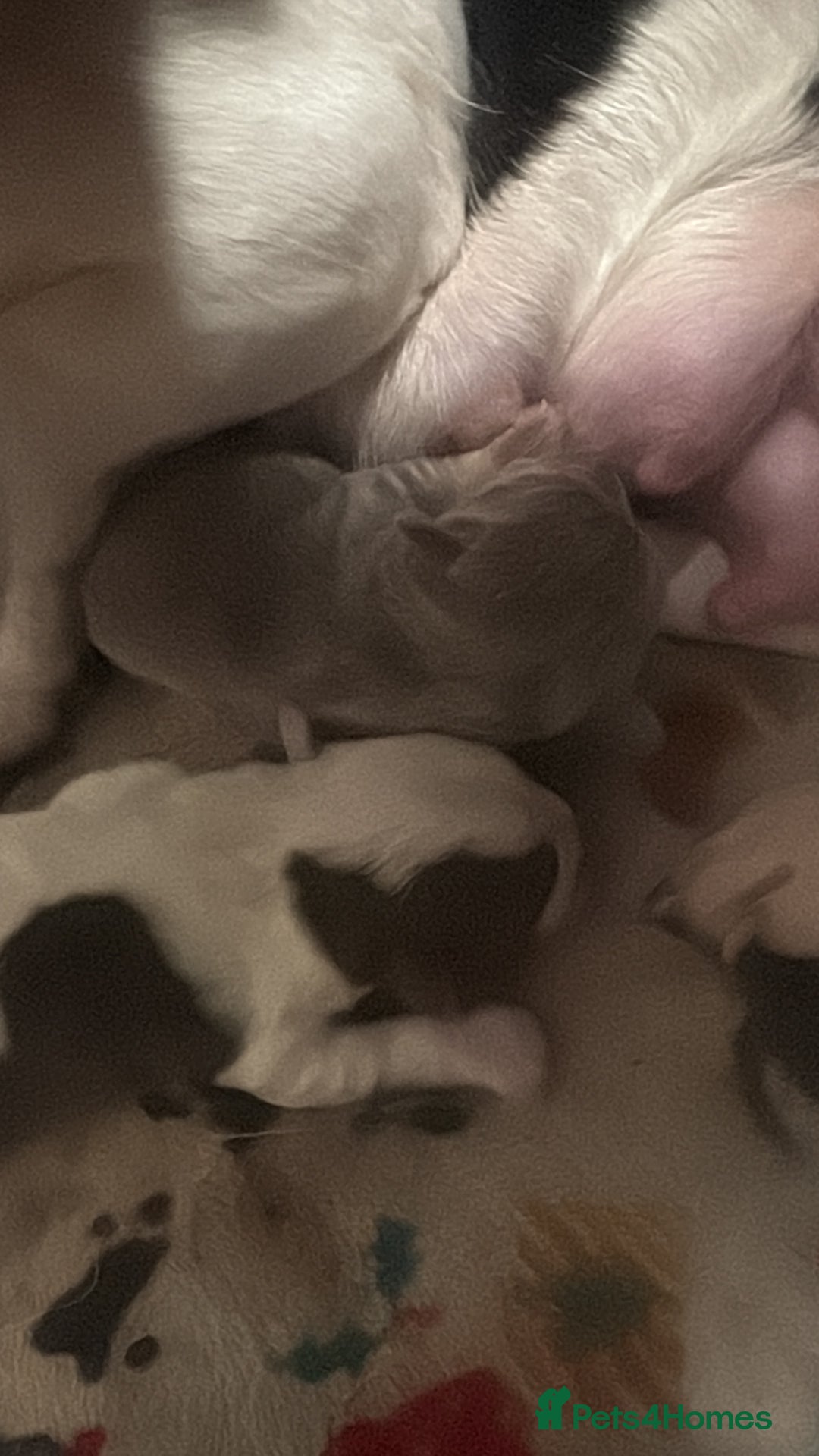 Jack Russell dogs for sale: For sale  - Advert 2