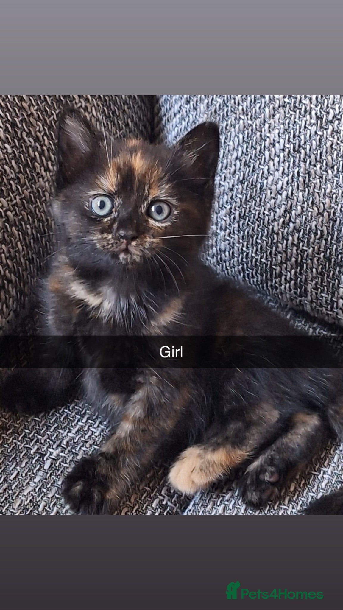 Mixed Breed cats Beautiful kittens 😻 - Advert 20
