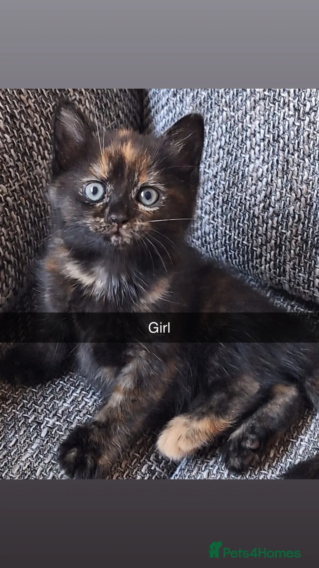 Mixed Breed cats for sale: Beautiful kittens 😻 - Advert 2