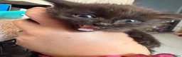 Mixed Breed cats for sale: 4 kittens for sale  - Advert 6