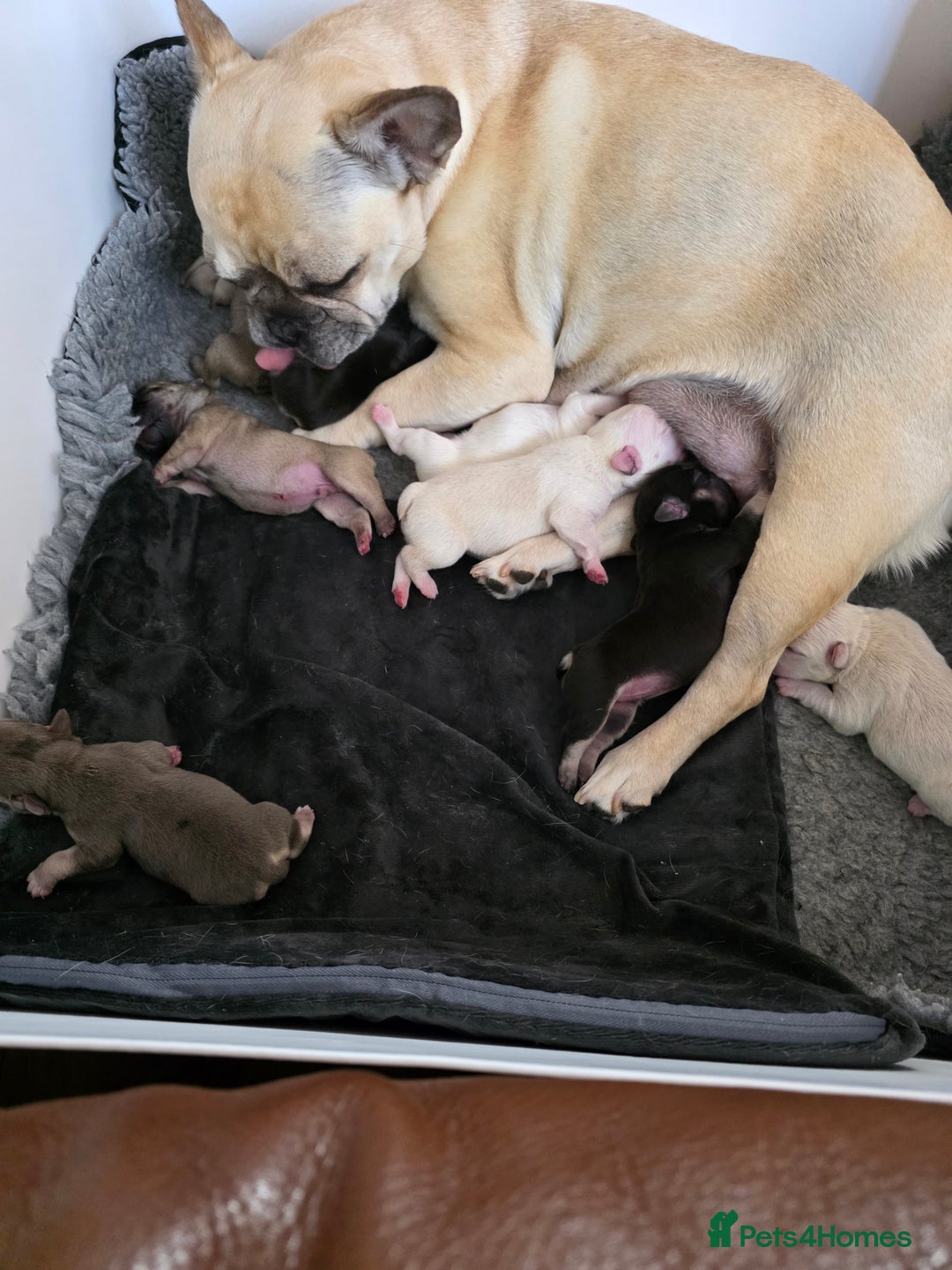 French Bulldog dogs for sale: Boo litter - Image 8