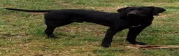 Pointer dogs for sale: Working Male HPR - Advert 1