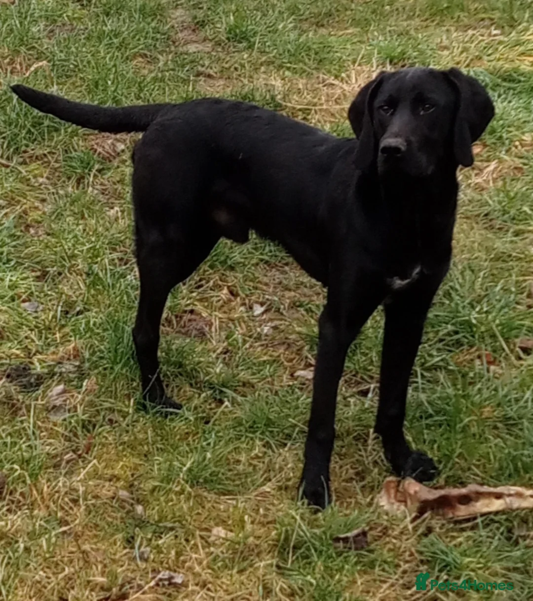 Pointer dogs for sale: Working Male HPR - Advert 1