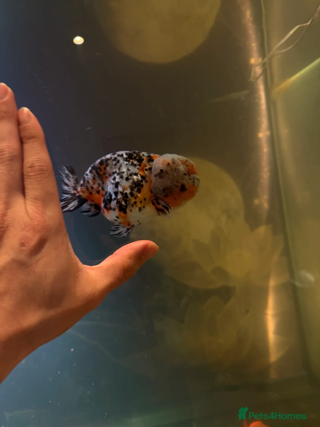 Fancy Goldfish fish for sale: PREMIUM INDO-IMPORTED RANCHU & ORANDA COLLECTION  in Amersham - Advert 6