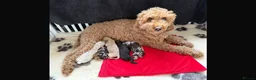 Labradoodle dogs for sale: Multigenerational miniature labradoodle in Salisbury - Advert 3