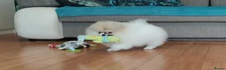 Pomeranian dogs for sale: Pom girl from 5⭐ licensed breeder - Advert 4