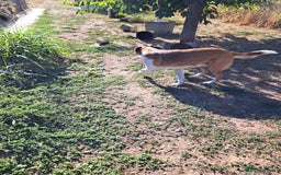 Mixed Breed dogs for adoption: BENNY - a faithful dog for a Loving Home - Image 32