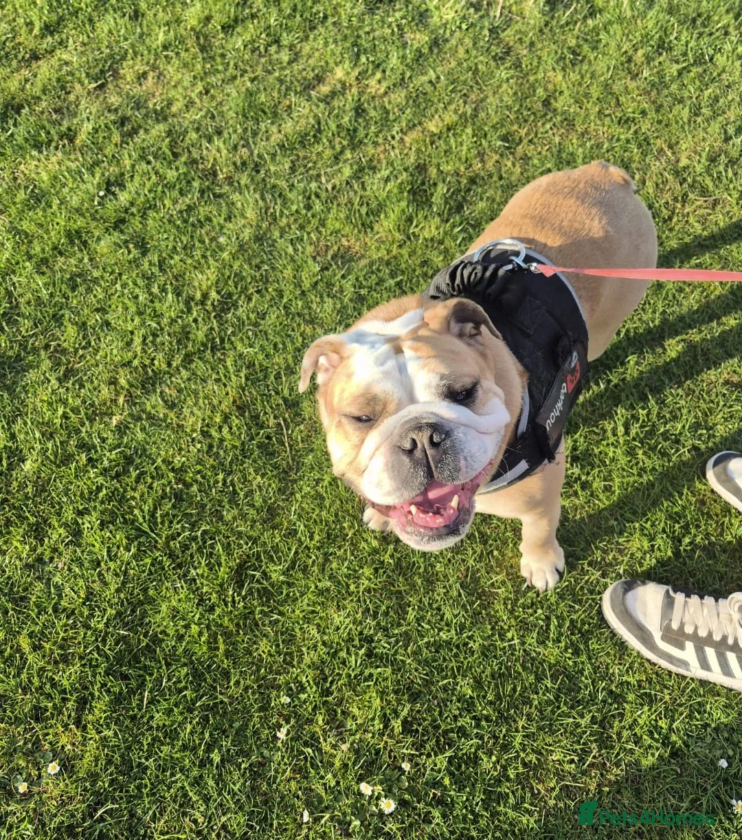English Bulldog dogs for sale: Meet River our gorgeous 5 year old British Bulldog - Advert 3