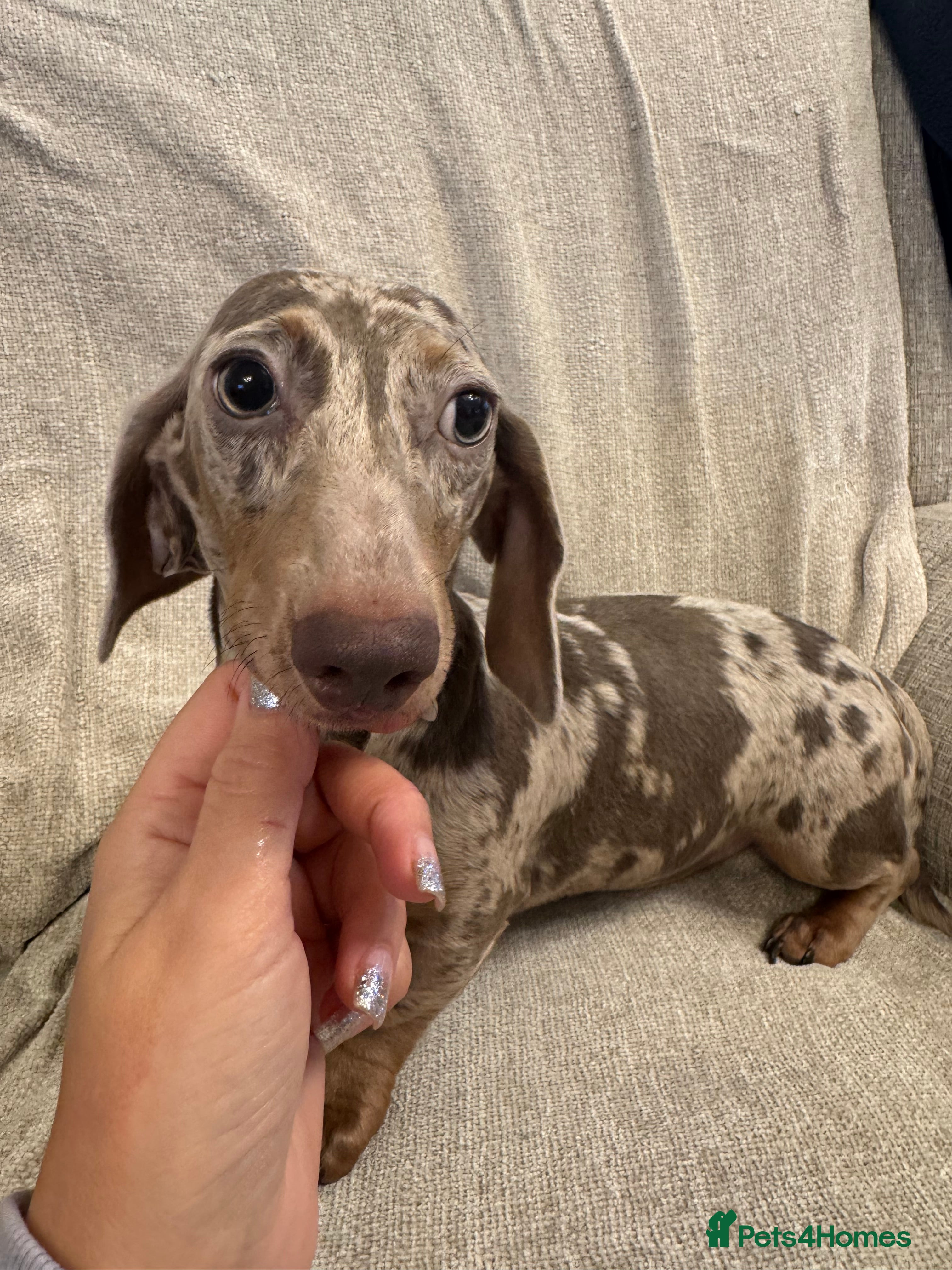 Miniature Dachshund dogs Miniature dachshunds  - Advert 6