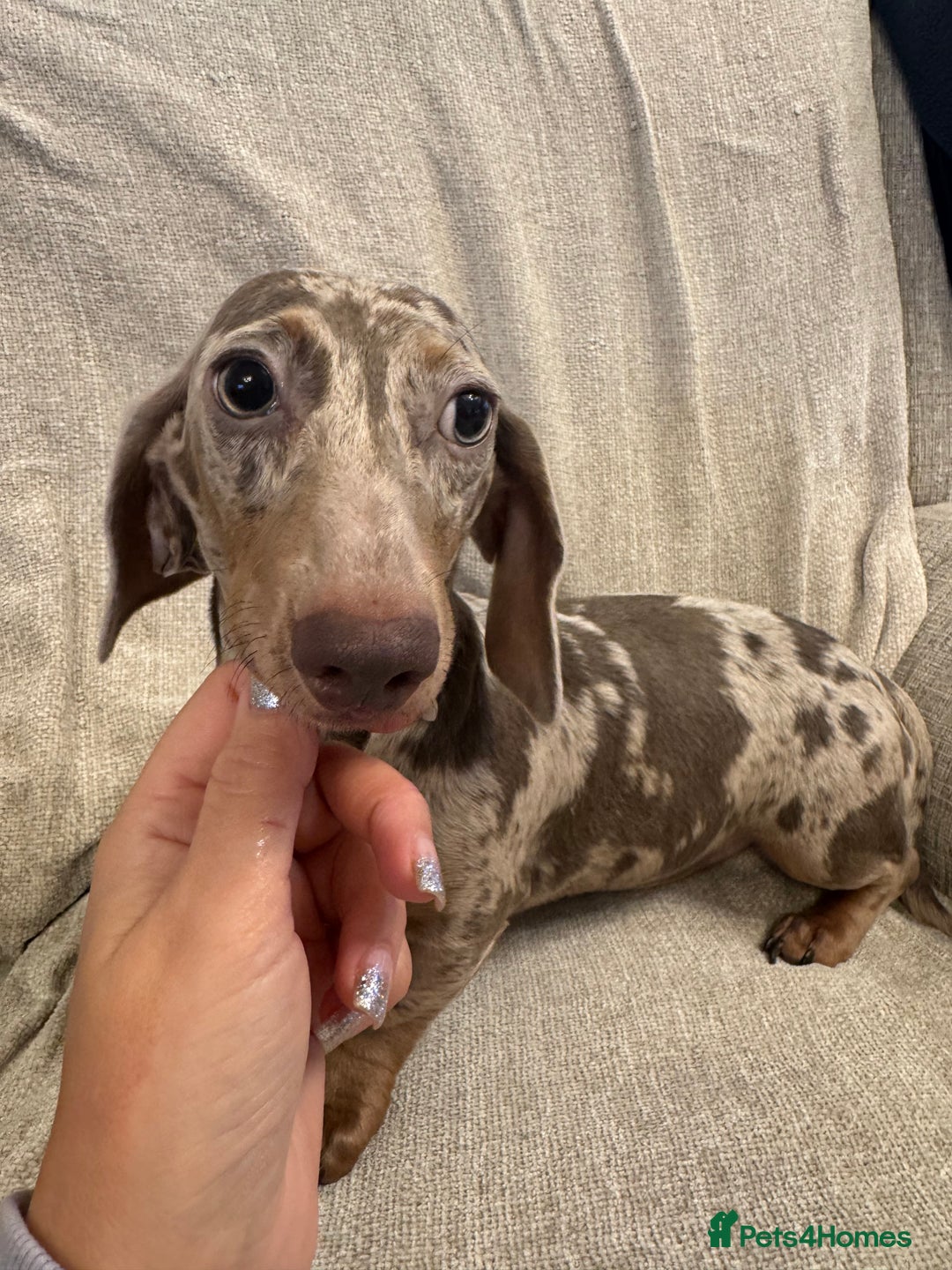 Miniature Dachshund dogs for sale: Miniature dachshunds  - Advert 1