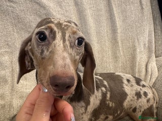 Miniature Dachshund dogs Miniature dachshunds - Advert 6