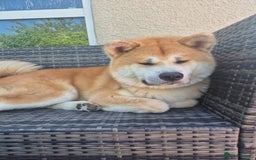 Japanese Akita Inu dogs for sale: Japanese inu  - Image 5