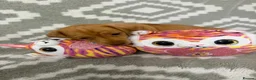 Miniature Dachshund dogs for sale: Beautiful Miniature Puppy Dachsung  - Advert 17