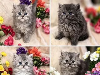 Persian cats Beautiful Persian babies - Advert 1