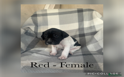 Pointer dogs for sale: English pointer puppies  - Image 14