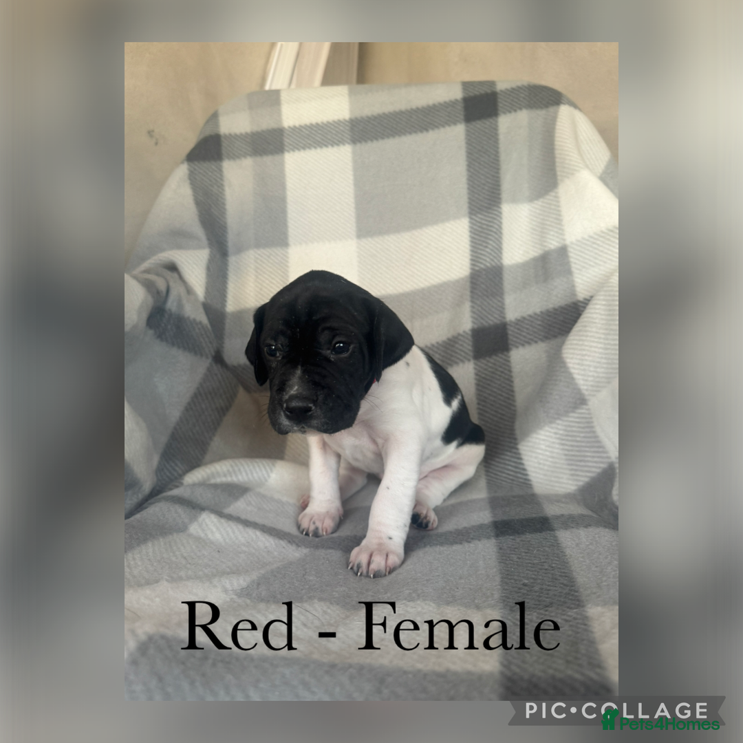 Pointer dogs for sale: English pointer puppies  - Image 14