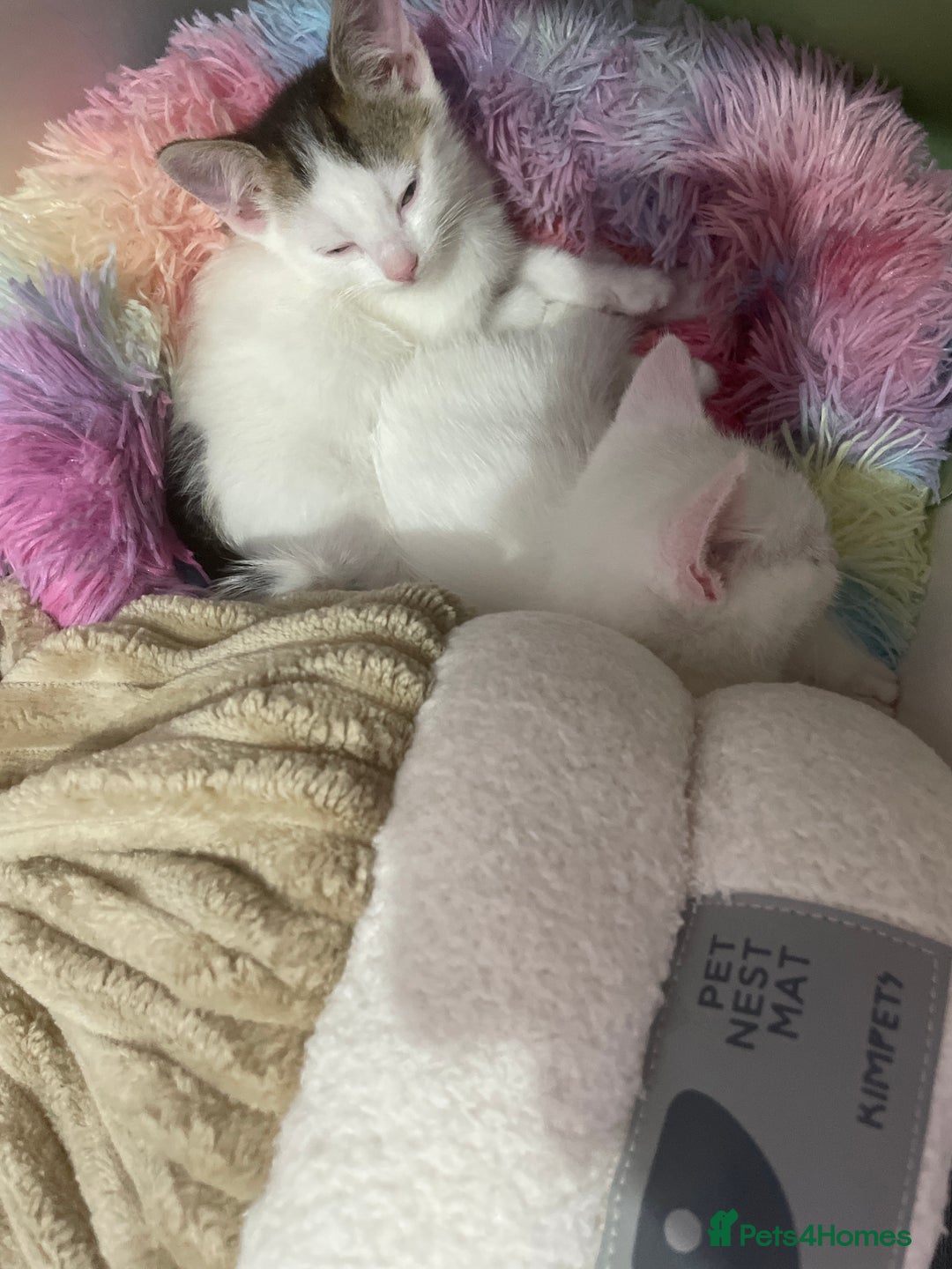 American Curl cats for sale: 2 baby cat - Image 3