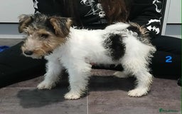 Fox Terrier dogs for sale: KC Reg Wire Fox Terrier Puppies READY NOW - Image 37