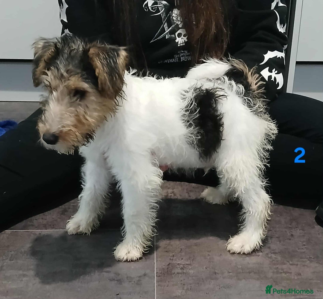Fox Terrier dogs for sale: KC Reg Wire Fox Terrier Puppies READY NOW - Image 37