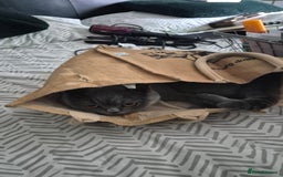 British Shorthair cats for sale: Cat for sale  - Image 1