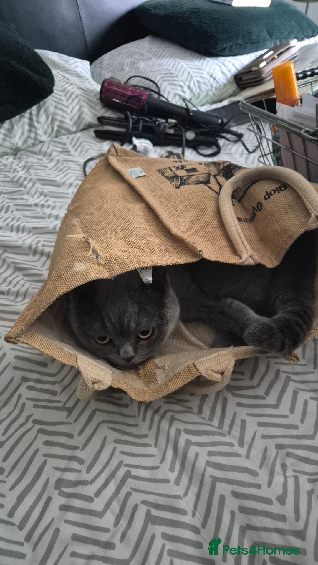British Shorthair cats for sale: Cat for sale  - Image 1