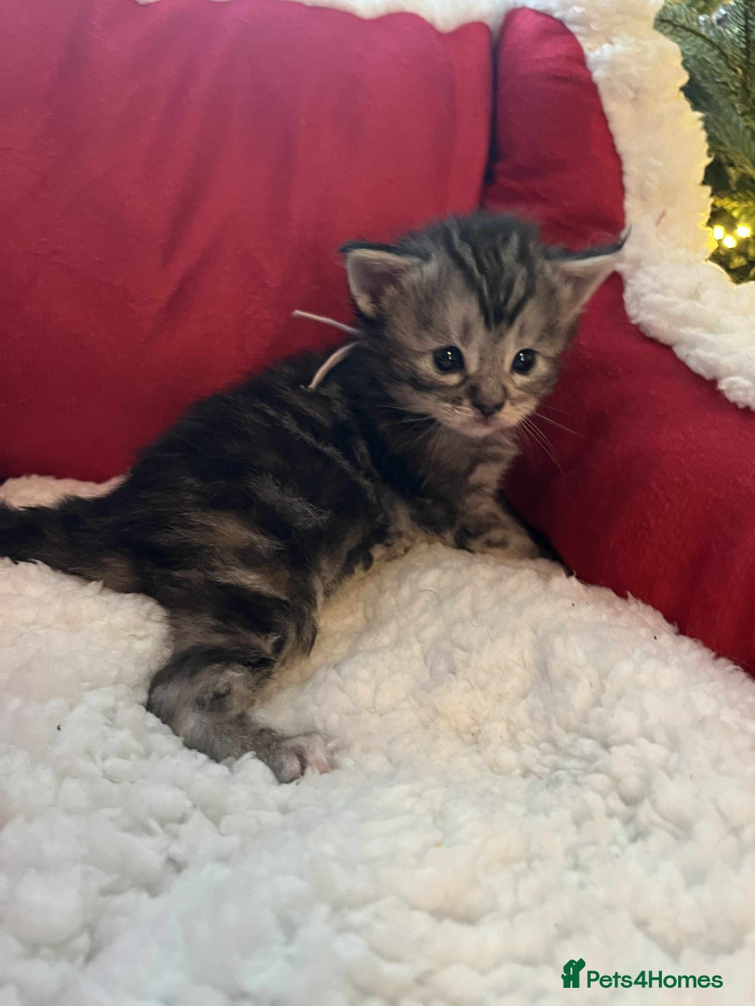 Maine Coon cats for sale: Pure Maine Coon Kittens - Advert 29
