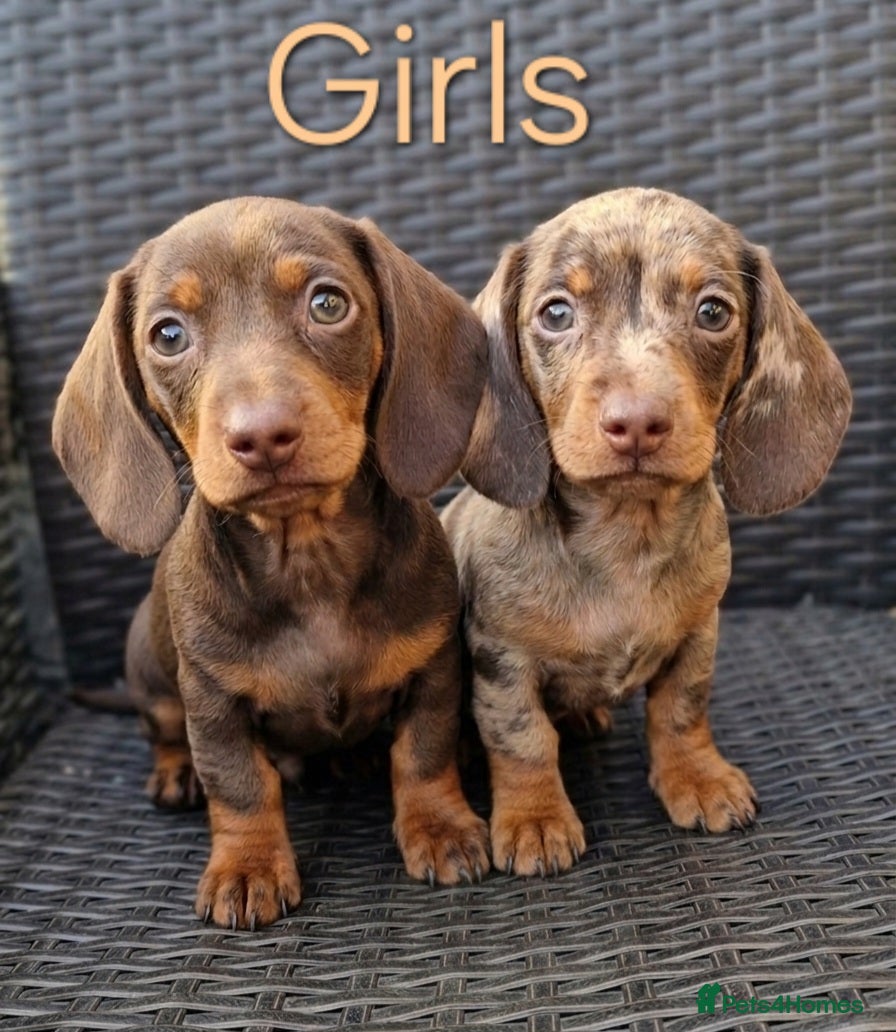 Miniature Dachshund dogs ❤️Beautiful daschunds babys❤️ - Advert 1