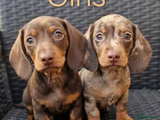 Miniature Dachshund dogs ❤️Beautiful daschunds babys❤️ - Advert 6