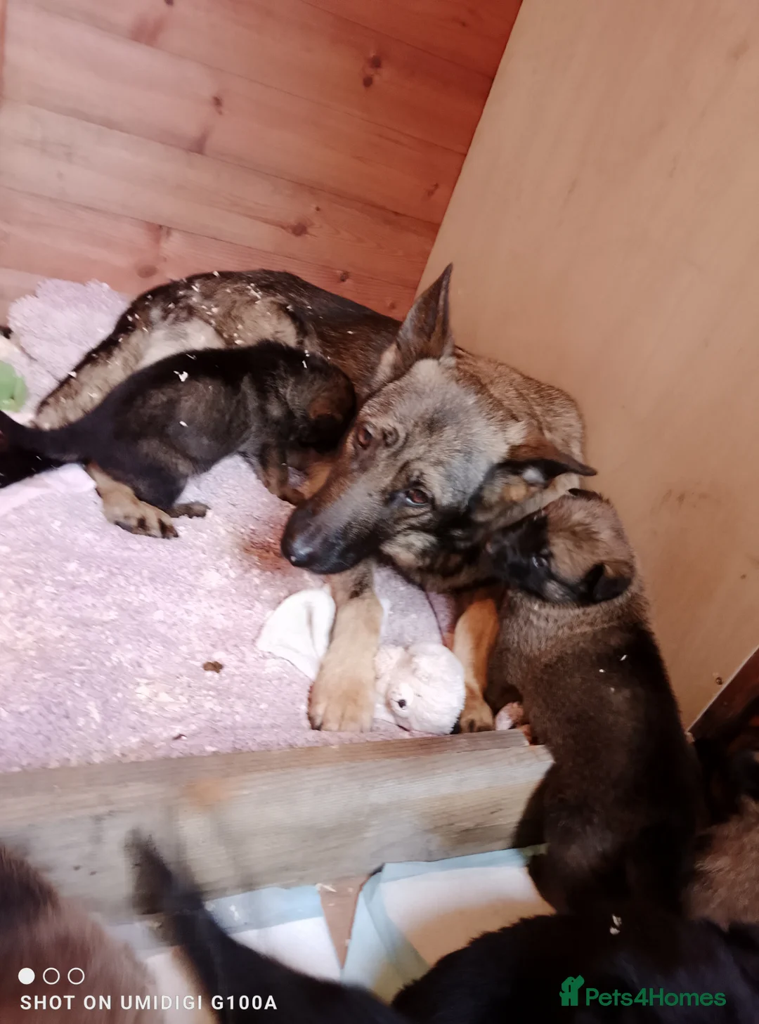 German Shepherd dogs for sale: German shepherd babies  lAST GIRL FOR DEPOSIT  - Advert 14