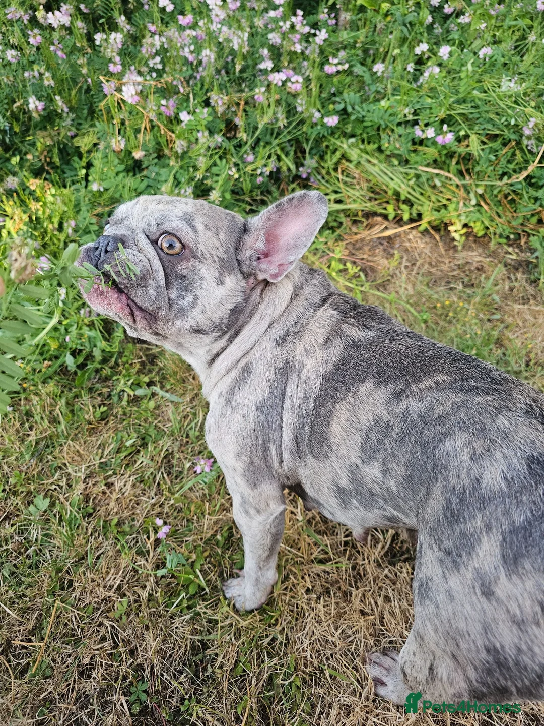 French Bulldog dogs for sale: Adorable French Bulldog Brother & Sister - Advert 30