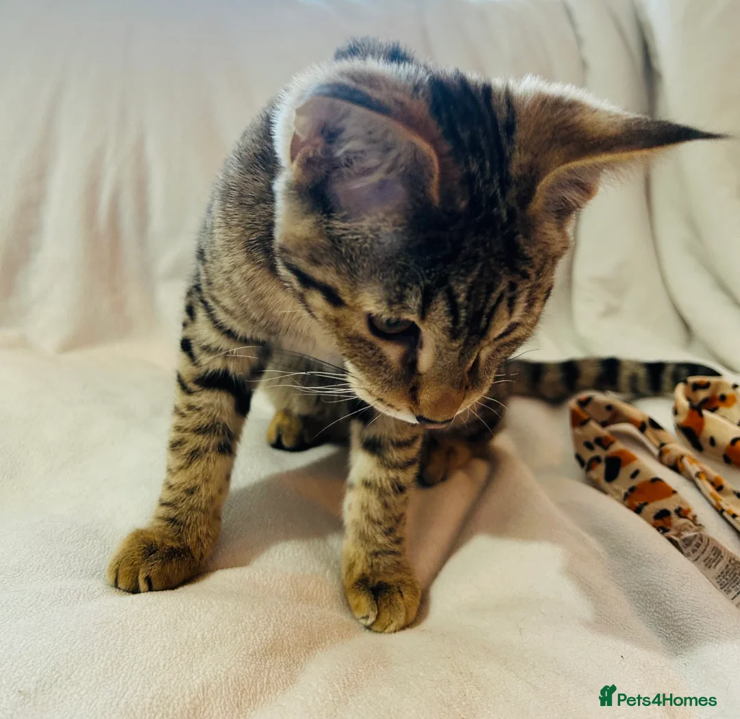 Savannah cats for sale: ✨ Special F2 Savannah Female ✨ - Advert 7
