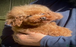 Toy Poodle dogs for sale: Asian Toy Poodle Puppies - Image 4
